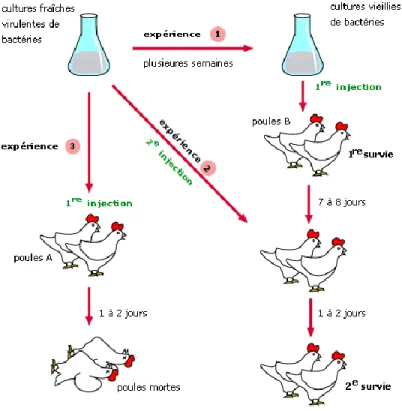 Figure 1. Expérience de Louis Pasteur sur le choléra de poule.  