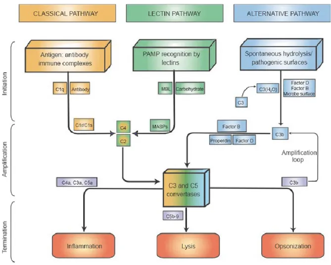 Figure 6. Les voies d’activation du complément  (Dunkelberger and Song 2010) 