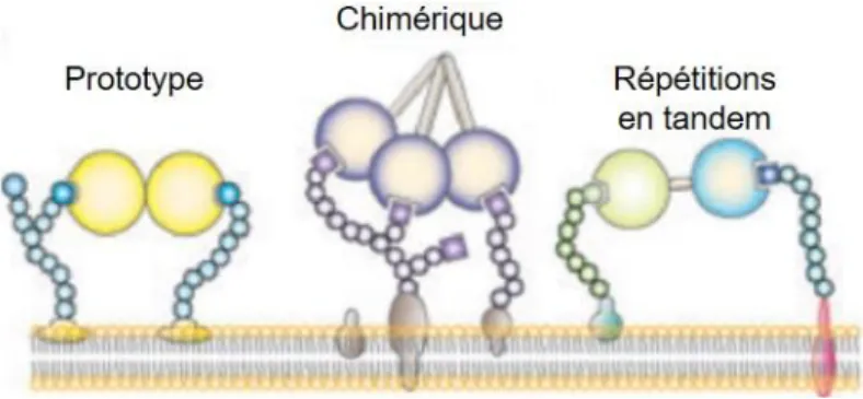 Figure 2   Treillis moléculaires formés de galectines et de ligands glycosylés. En se liant à des récepteurs  glycosylés,  les  galectines  prototypes,  chimériques  et  répétitions  en  tandem  forment  des  treillis  moléculaires