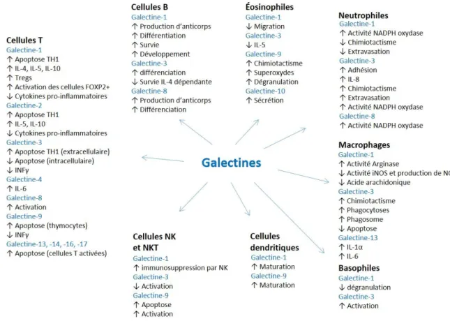 Figure  3      Modulation  des  fonctions  du  système  immunitaire  par  les  galectines