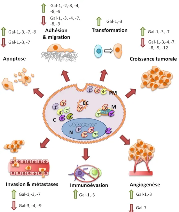 Figure  4      Fonctions  des  galectines  dans  le  cancer.  Localisation  intracellulaire  et  implication  des  galectines  dans  la  progression  tumorale