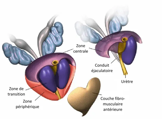 Figure 6   Structure de la prostate. Schématisation de la prostate et des tissus avoisinants