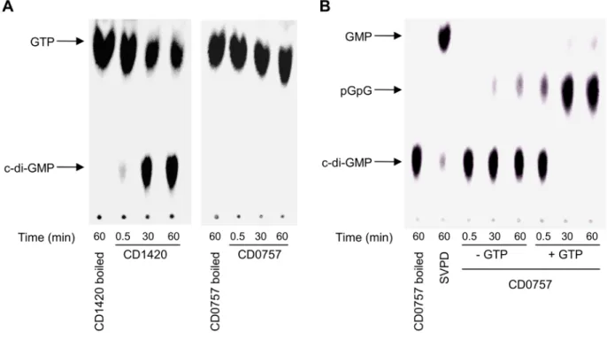 Figure 5. TLC analysis of the enzymatic activities of CD1420 and CD0757.  