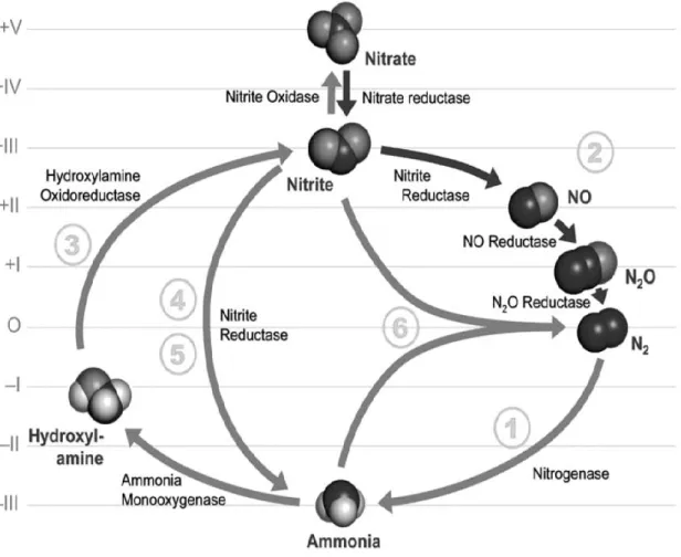 Figure  1.1 :  Cycle  de  l’azote  dans  l’environnement  et  enzymes  associées  à  chaque  transformation