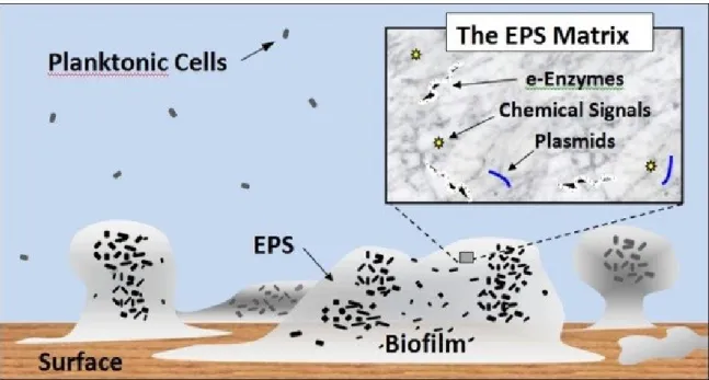 Figure 1.3 : représentation d’un biofilm en coupe. 