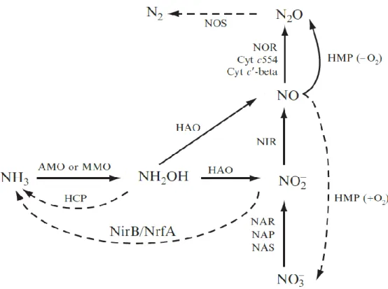 Figure 3.2 : différentes voies enzymatiques et enzymes associées menant à la production de N 2 O