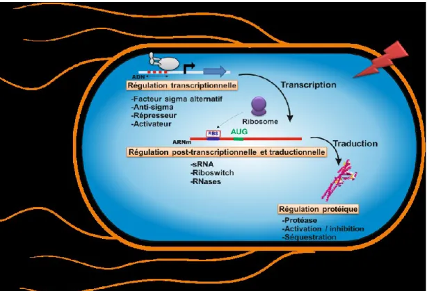 Figure 1 : Les différentes voies de régulations de l’expression génique lors de  réponses aux stress chez les bactéries 