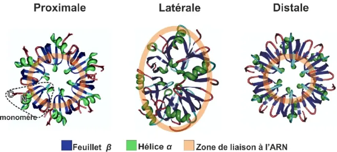 Figure 4 : Structure de la protéine Hfq indiquant les 3 faces et leurs sites de liaisons à  l’ARN (adapté de Zhang et al., 2013) (numéro PDB 1HK9, structure publiée dans 