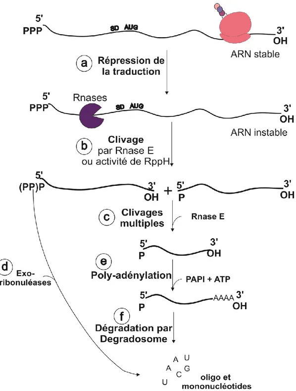 Figure 6 : Schéma représentant le mécanisme de dégradations de l’ARN adapté de Mackie,  2013