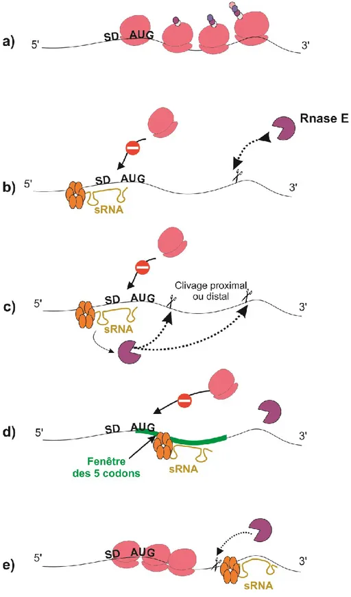 Figure 7 : Les mécanismes de répressions post-transcriptionnelles par les sRNA. (Voir  les détails dans le texte section 3-1)  