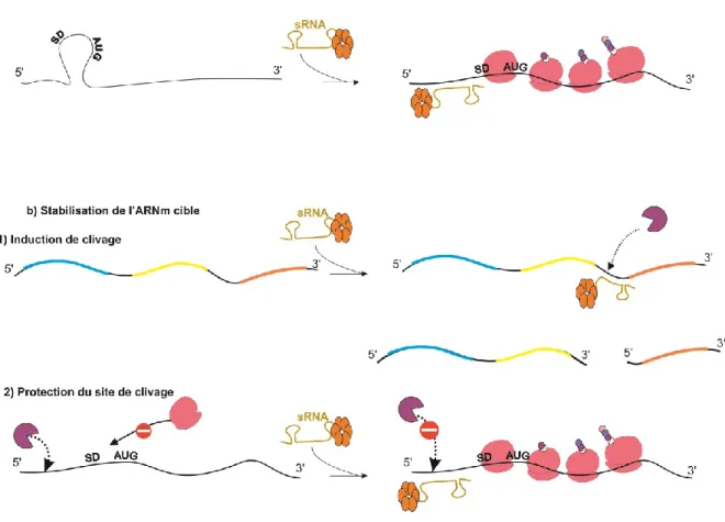 Figure 8 : Les mécanismes d’activation de la traduction par les sRNA. (Voir les détails  dans le texte section 3-2) 