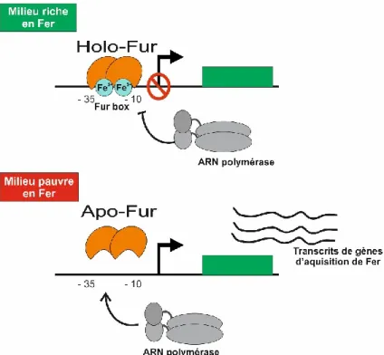 Figure 9 : Régulation par le facteur de transcription Fur. 