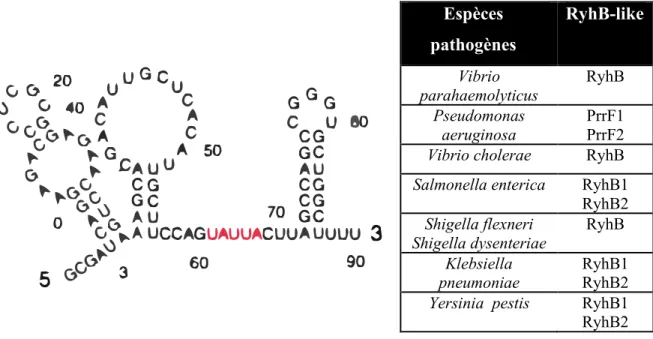 Figure 10 : Structure secondaire du sRNA RyhB (Geissmann and Touati, 2004). 