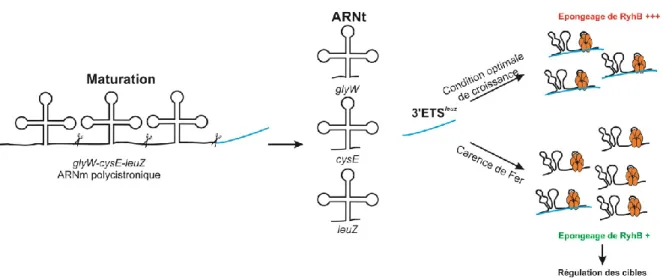 Figure 11 : Effet de l’éponge 3’ETS leuZ  sur RyhB. Adaptée de Lalaouna et al., 2015a  La maturation du ARNm polycistronique va permettre la production du 3’ETS leuZ  ce dernier vient  moduler  les  l’action  du  sRNA  en  éliminant  le  bruit  transcripti
