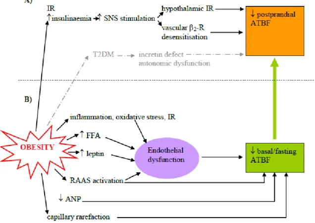 Figure 6. Possible mechanisms of impacts of obesity on postprandial and basal ATBF. 