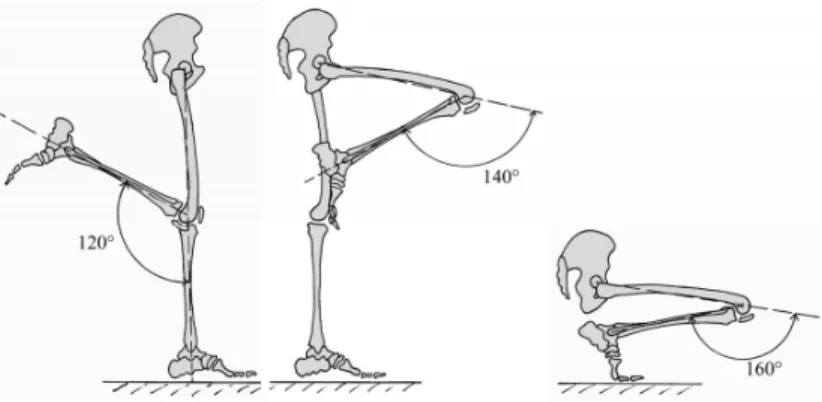 Figure 2.6 – Amplitude des mouvements de flexion du genou selon la position de la cuisse et du bassin [16]
