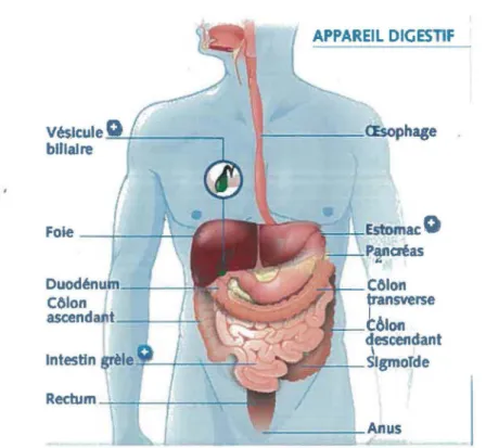 Figure  1 :  Le  système  digestif.  Le  système  digestif  comprend  plusieurs  organes  représentés  dans  ce  schéma,  soit  la  bouche,  l' œsophage,  l'estomac,  le  foie,  le  pancréas,  l'intestin grêle, le colon et l'anus (modifiée de http://www.ma