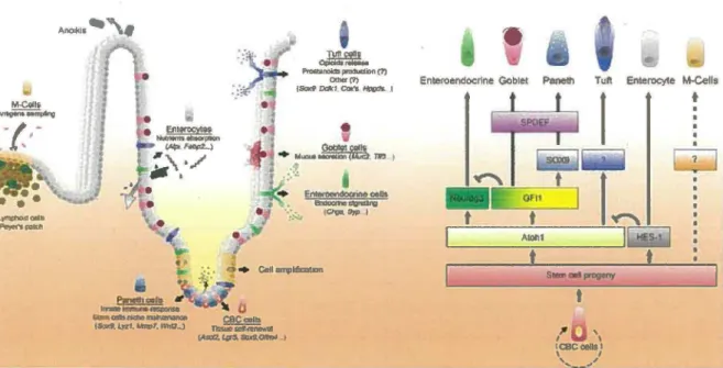 Figure  2 :  Modèle  de  différenciation  des  différents  types  cellulaires  intestinaux