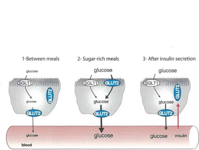 Figure  4:  Régulation  de  l'expression  de  GLUT2  à  la  membrane  apicale  des  entérocytes