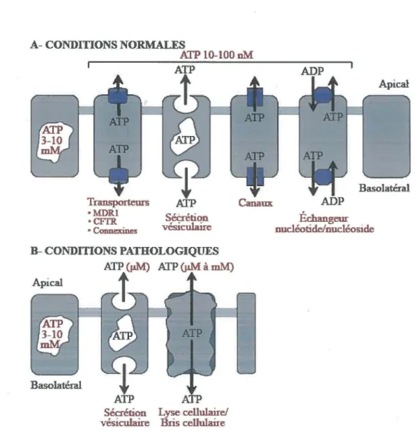 Figure  5 :  Mécanismes  de  relâche  de  l'  ATP  dans  le  milieu  extracellulaire.  (A)  En  conditions normales, l' A TP est relâchée dans le milieu extracellulaire par des transporteurs,  par la sécrétion vésiculaire, par des canaux ou par des échange
