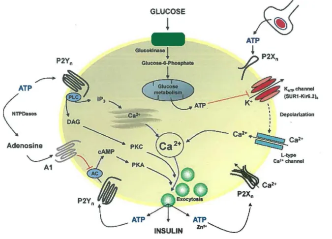 Figure  6 :  Participation  des  récepteurs  P2  dans  la  sécrétion  de  l'insuline  par  les  cellules  ~  du pancréas