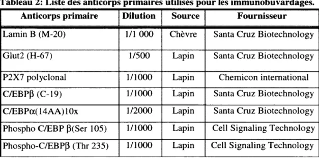 Tableau 2:  Liste des anticorps primaires utilisés pour les immunobuvardages.