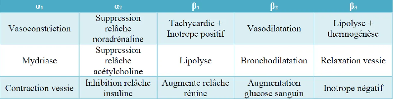 Tableau  1 :  Comparaison  des  rôles  principaux  des  cinq  types  de  récepteurs  adrénergiques