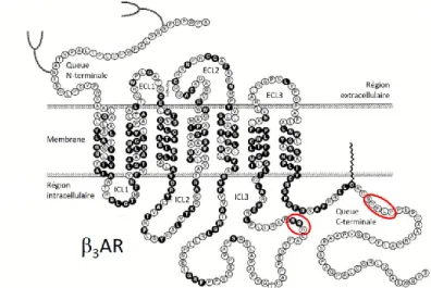 Figure 8 : Le récepteur  β 3  adrénergique.  Les résidus en noir représentent les acides  aminés communs entre les trois isoformes  β du récepteur