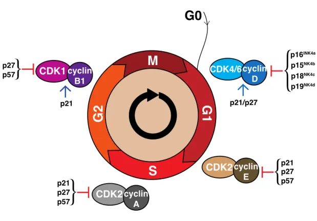 Figure 1.6. The schematic representation of the cell cycle.  