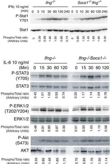 Figure 3.2.2.D: SOCS1 does not regulate IL-6 signaling in mouse primary hepatocytes. 