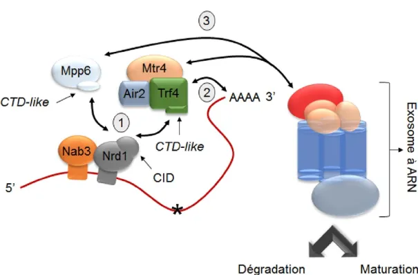 Figure 9. Schéma décrivant la connexion entre la terminaison transcriptionnelle NNS- NNS-dépendante et la maturation/dégradation d’ARNnc
