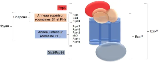 Figure 10. Schéma de l’architecture de l’exosome à ARN.  