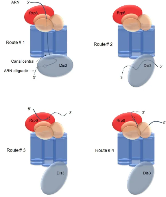 Figure  11.  Schéma  des  voies  de  dégradation/maturation  3’5’  de  l’exosome  à  ARN  nucléaire