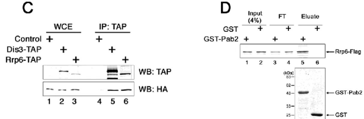 Figure 4.  Functional and physical associations between Pab2 and the nuclear exosome. 