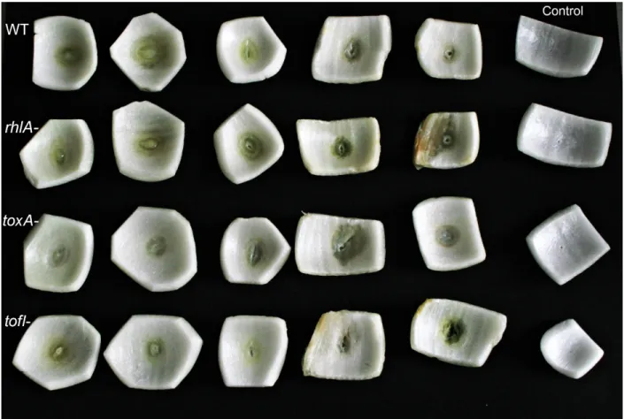 Figure 2.8 L'essai de pathogénicité de différentes souches de B. glumae envers l’oignon