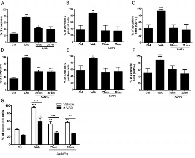 Fig. 2. . AuNPs induce PMN apoptosis by a caspase-dependent mechanism. Cells (10 ×  10 6  cells/mL) were treated for 12 h (A–C) or 24 h (D–G) with buffer (Ctrl), 1  μg/mL of  VAA-I  (VAA)  or  100  μg/mL  of  AuNP70  or  AuNP20