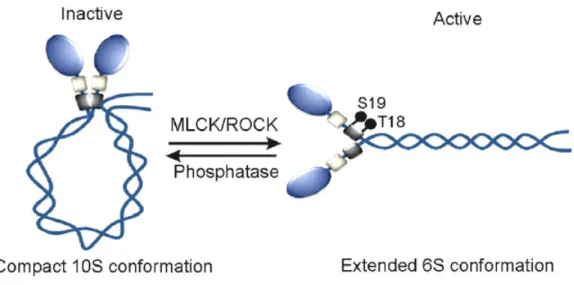 Figure 2.9.  Mécanisme de l’activation des protéines motrices myosines de classe II  non musculaire