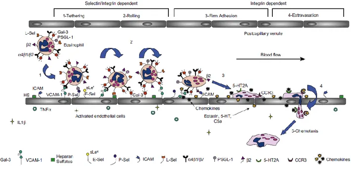 Figure 3.2. Les étapes de l’extravasation des éosinophiles vers le site inflammatoire et les protéines  impliquées