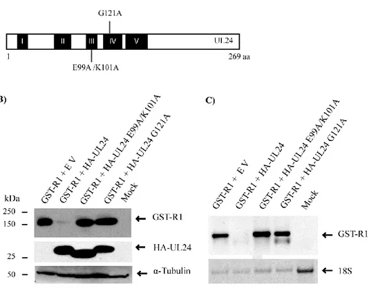 Fig.    3.    Substitution  of  conserved  residues  in  UL24  blocks  repression  of  R1  synthesis