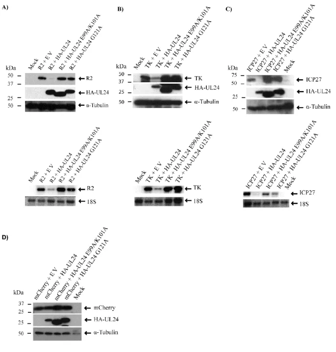Fig.  4.  UL24 affects the expression of several HSV-1 genes.  COS-7 cells were co- co-transfected  with  plasmids  encoding  either  R2  (A),  ICP27  (B),  TK  (C)  or  mCherry  (D),  and  either  the  empty  vector  (EV)  or  a  plasmid  coding  for  HA-