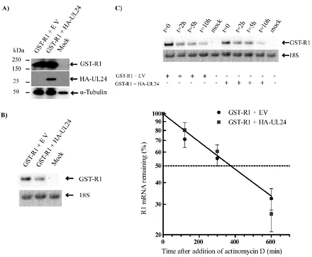 Fig.    5.    UL24  affects  the  accumulation  of  R1  transcripts  even  when  produced  following R1 expression