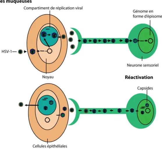 Figure  1.  La  réplication  du  HSV-1  dans  la  muqueuse  et  dans  les  neurones.  Lors  de  l'infection  initiale,  le  virus  infecte  la  muqueuse  où  il  se  réplique  activement