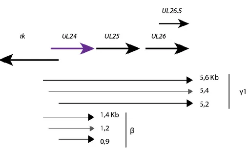 Figure  4 :  Représentation  graphique  de  la  région  génomique  d’UL24  d’HSV-1  et  de  ses  transcrits
