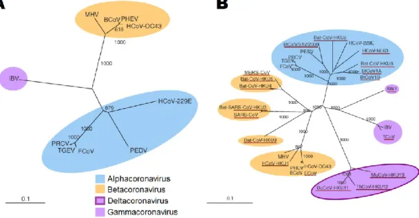 Figure 1.1   Phylogenetic  analysis  of  RNA-dependent  RNA  polymerases  (RdRp)  of   coronaviruses