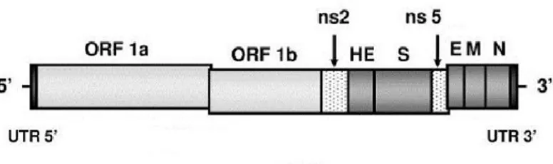 Figure 2.1   General  coronavirus  genome  organization  based  on  the  HCoV -OC43  lineage  A  betacoronavirus  genome