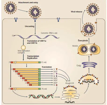 Figure 2.2   Coronavirus  replication  cycle.  The  coronavirus  replication  cycle  is  distinct  from  other  enveloped  viruses  as  virions  are  assembled  at  and  bud  into  the  lumen  of  the  endoplasmic  reticulum  (ER)-Golgi  intermediate  comp