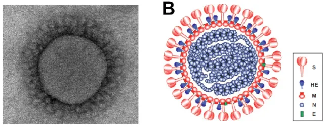 Figure 2.3   Virion  morphology  and  details  on  coronavirus  virion  structure.  (A)  Electron  micrograph  showing  HCoV-OC43  morphology,  typical  of  all  coronaviruses  (unpublished  image,  Alain  LeCoupanec,  P.J