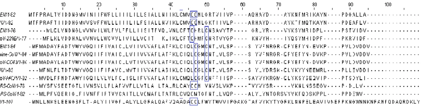 Figure 3.1   Sequence  alignment  of  representative  coronavirus  E  protein  sequences  with  cysteine  residues  able  to  be  palmitoylated  indicated  by  blue  outline