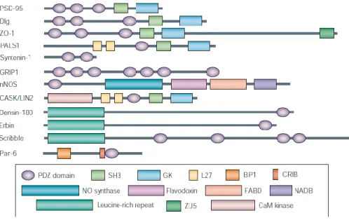 Figure 3.5   Schematic  representations  of selected PDZ proteins.  PDZ domains are often found in  scaffold  proteins  as  multiple  tandem  arrays  and/or  linked  to  other  kinds  of  modular  protein-interaction  domains