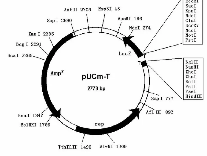 Figure 15: Organisation génomique du vecteur linéaire pUCm-T vide où le site de multiclonages  est localisé dans le gène lacZ    (Bio Basic Inc)  